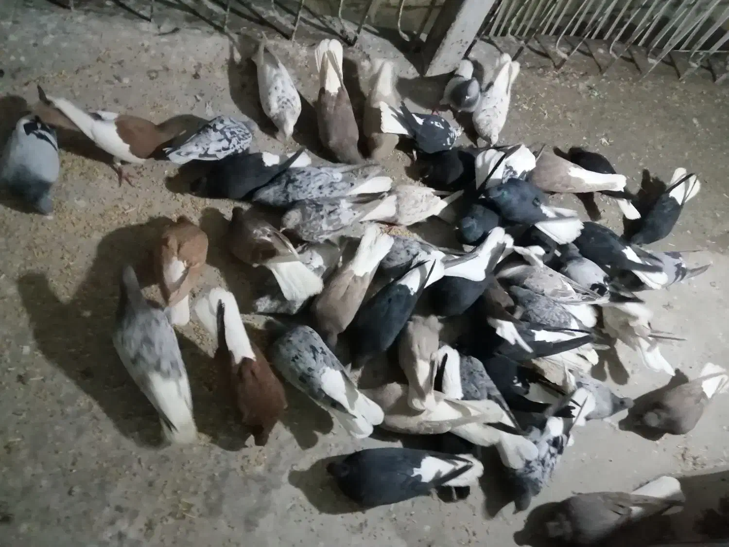 کبوتر دم سفید|پرنده|کرمانشاه, |دیوار