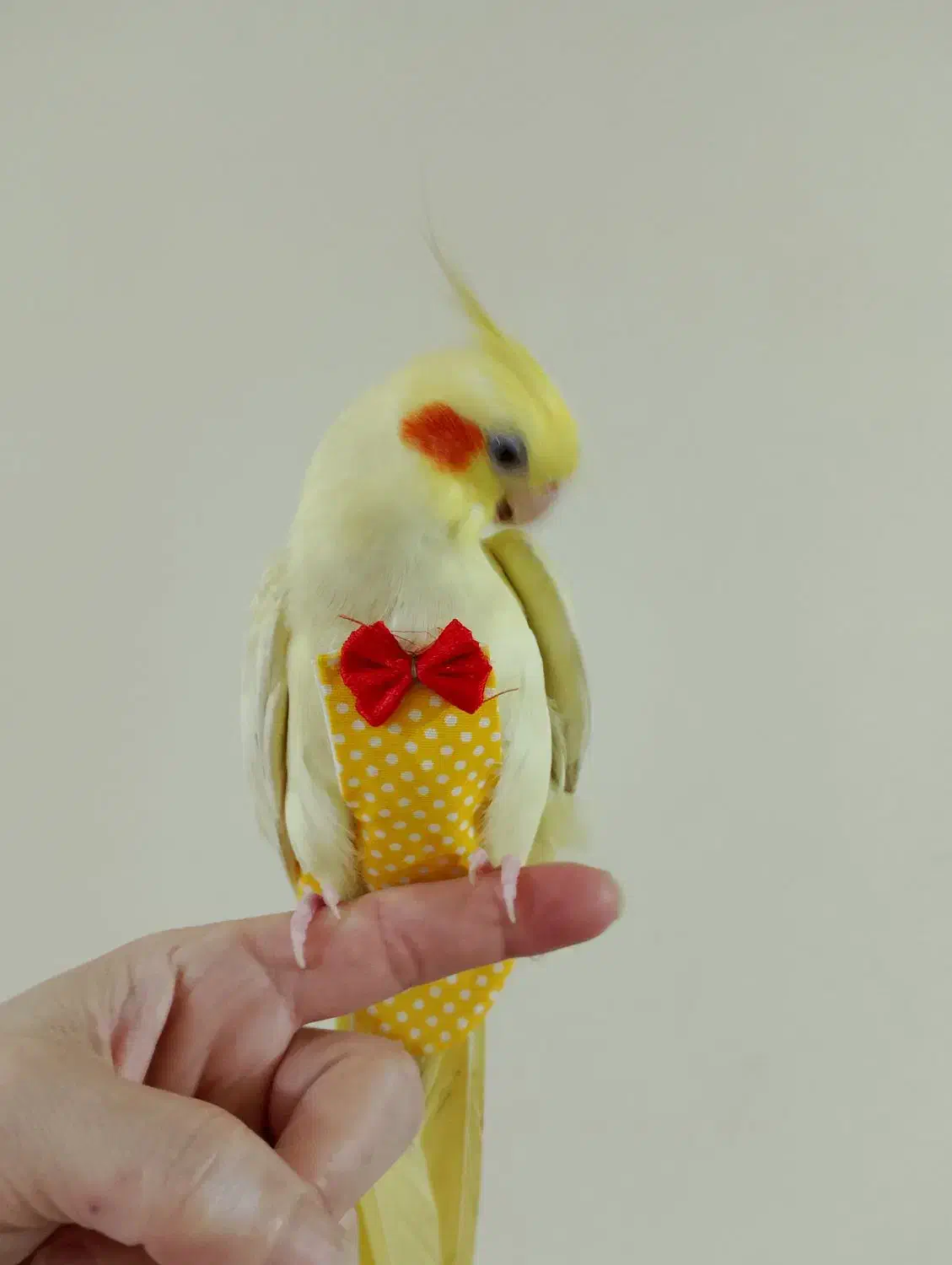 عروس هلندی گمشده|پرنده|سنگر, |دیوار