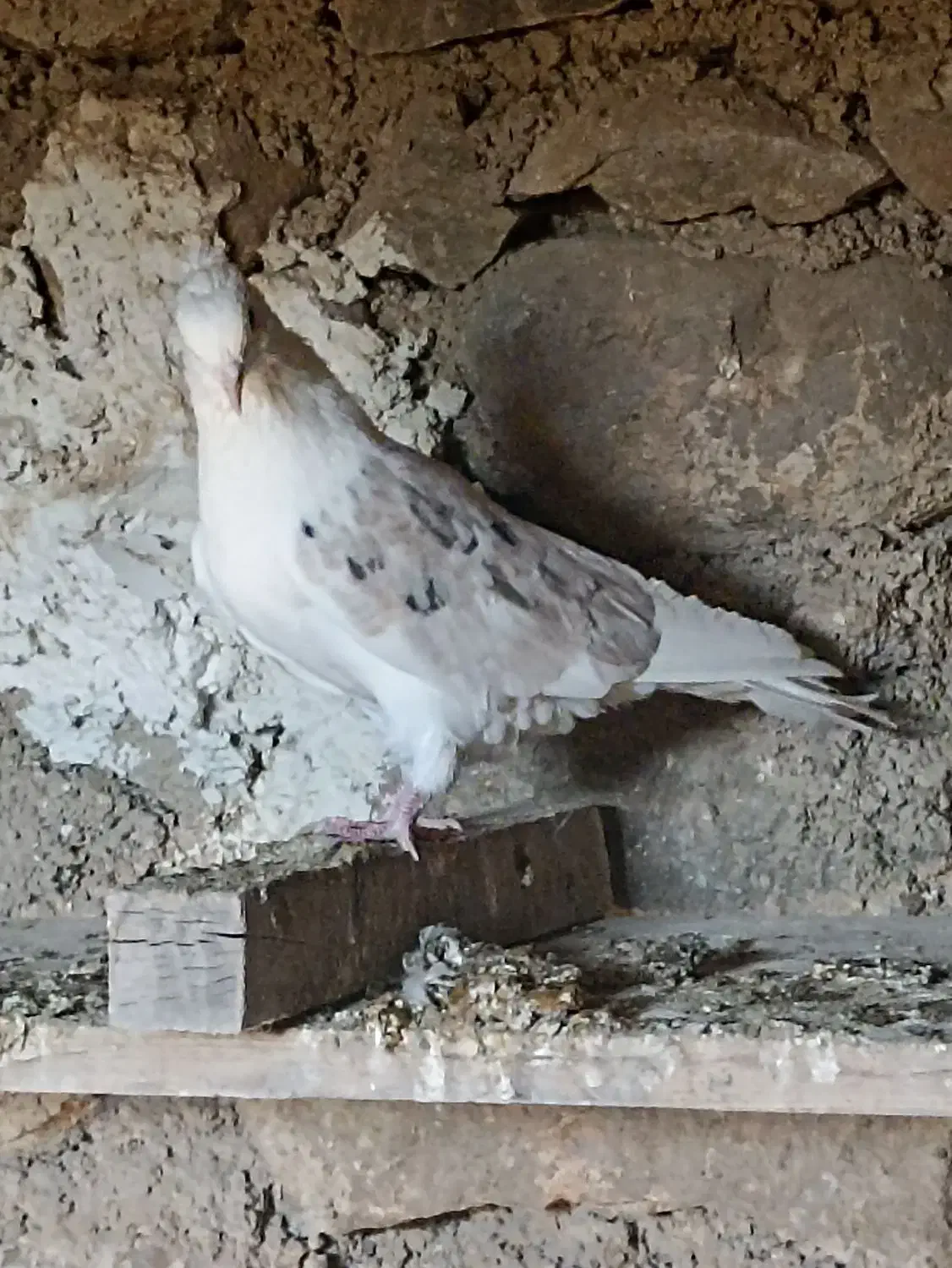 کبوتر دوکت|پرنده|سیسخت, |دیوار