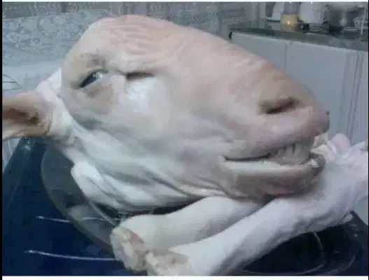 گوسفند زنده ذبح شرعی قصاب. گوسفند فروشی جعفری|خدمات پذیرایی، مراسم|مشهد, جاهد شهر|دیوار