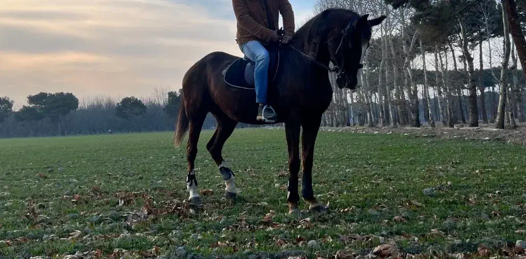 مادیان کورسی|اسب و تجهیزات اسب‌سواری|شهریار, شهریار|دیوار