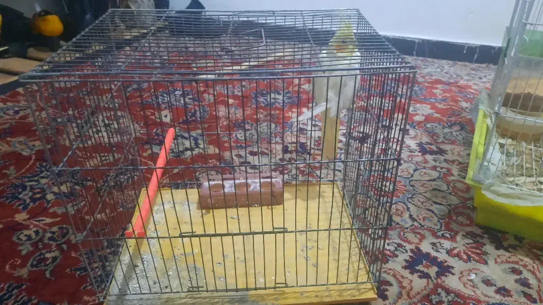 عروس هالندی|پرنده|کوهدشت, |دیوار