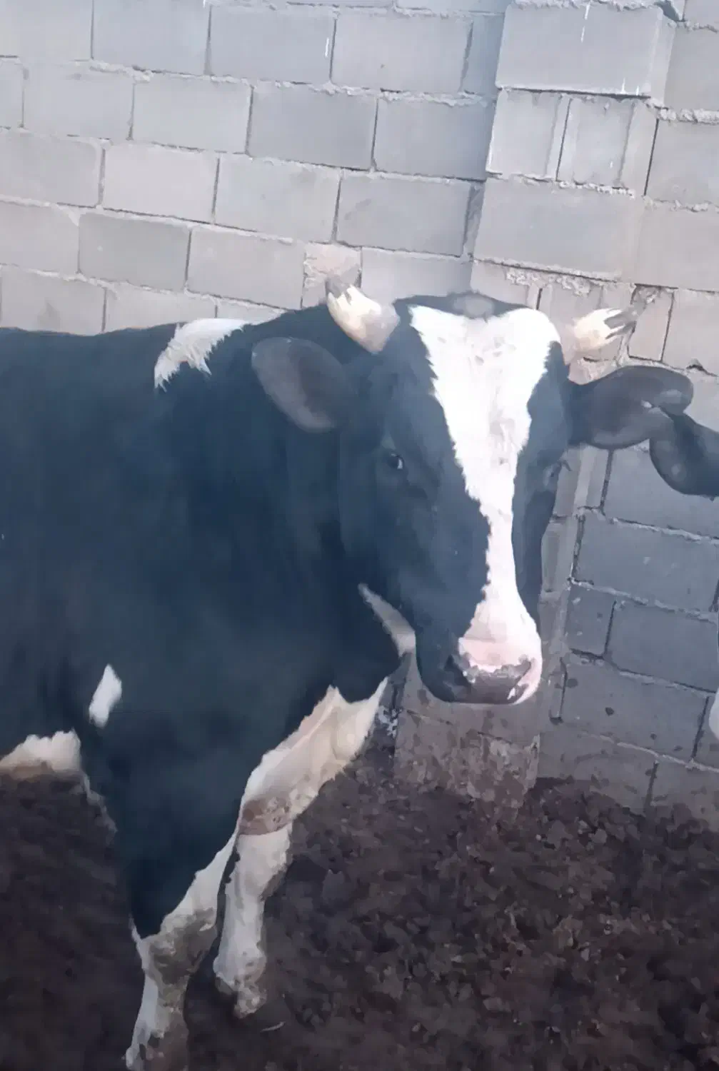 گوساله چاق|حیوانات مزرعه|زرندیه, |دیوار