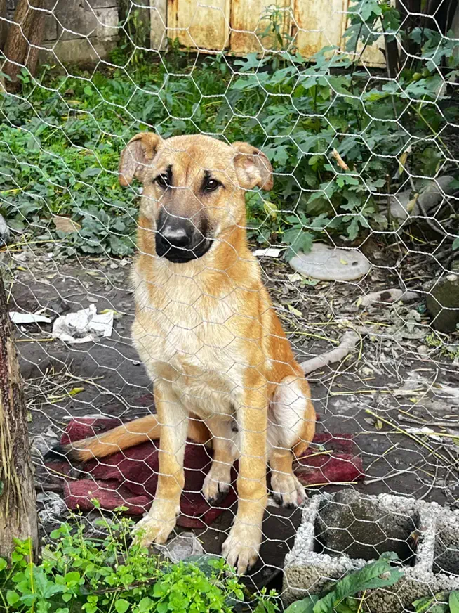 واگذاری سگ ژرمن مالینویز|سگ|خشکبیجار, |دیوار