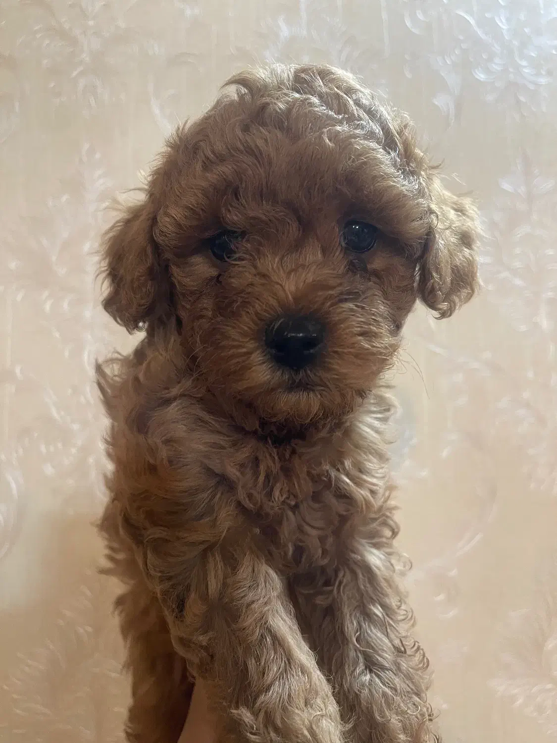 پودل|سگ|مشهد, اقبال|دیوار