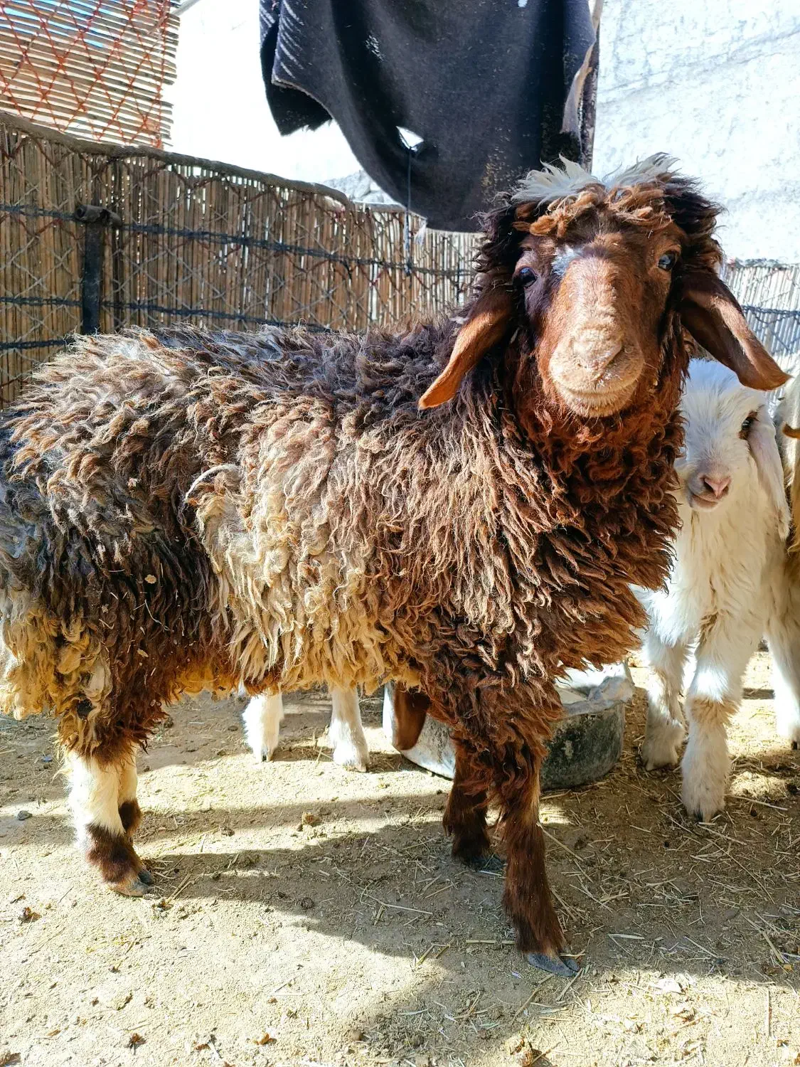 بره|حیوانات مزرعه|سیوان, |دیوار