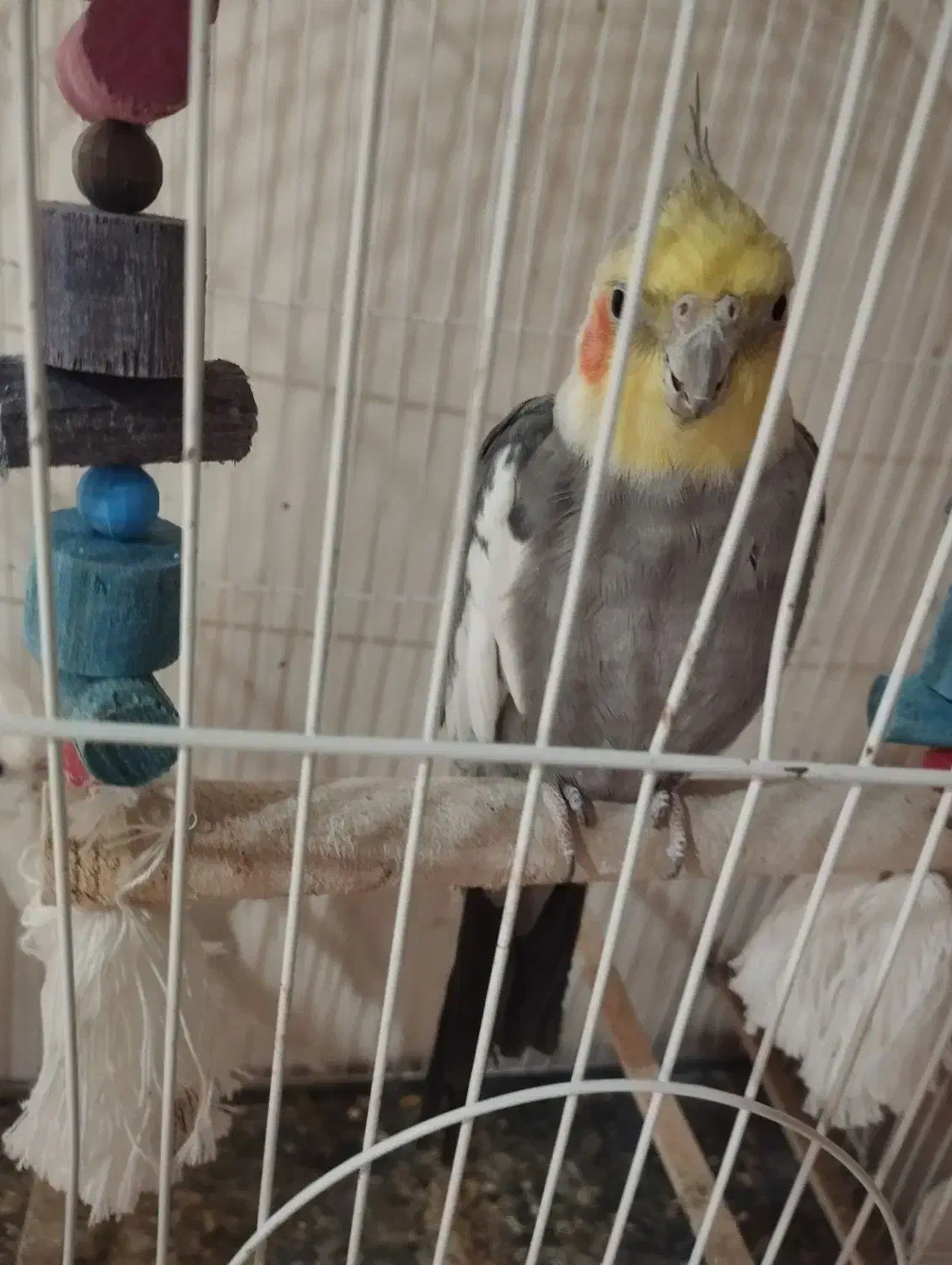 عروس هلندی نر|پرنده|شمیل, |دیوار