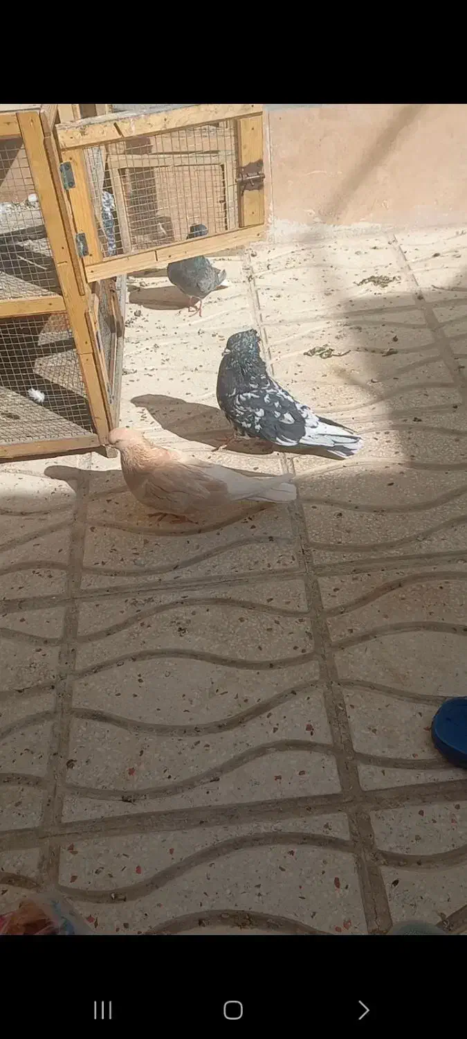 گم شده .نر شمشادی.نر کرز و ماده زاغ|حیوانات|کرمانشاه, |دیوار