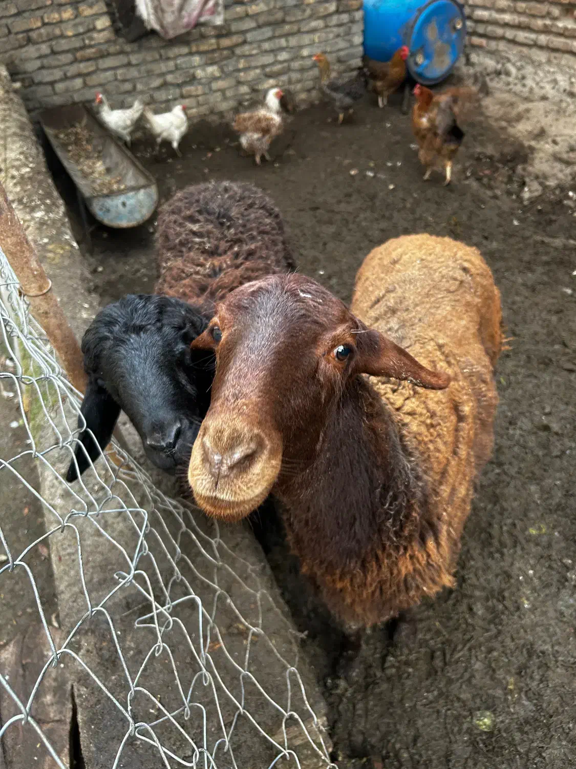 بره|حیوانات مزرعه|قرق, |دیوار