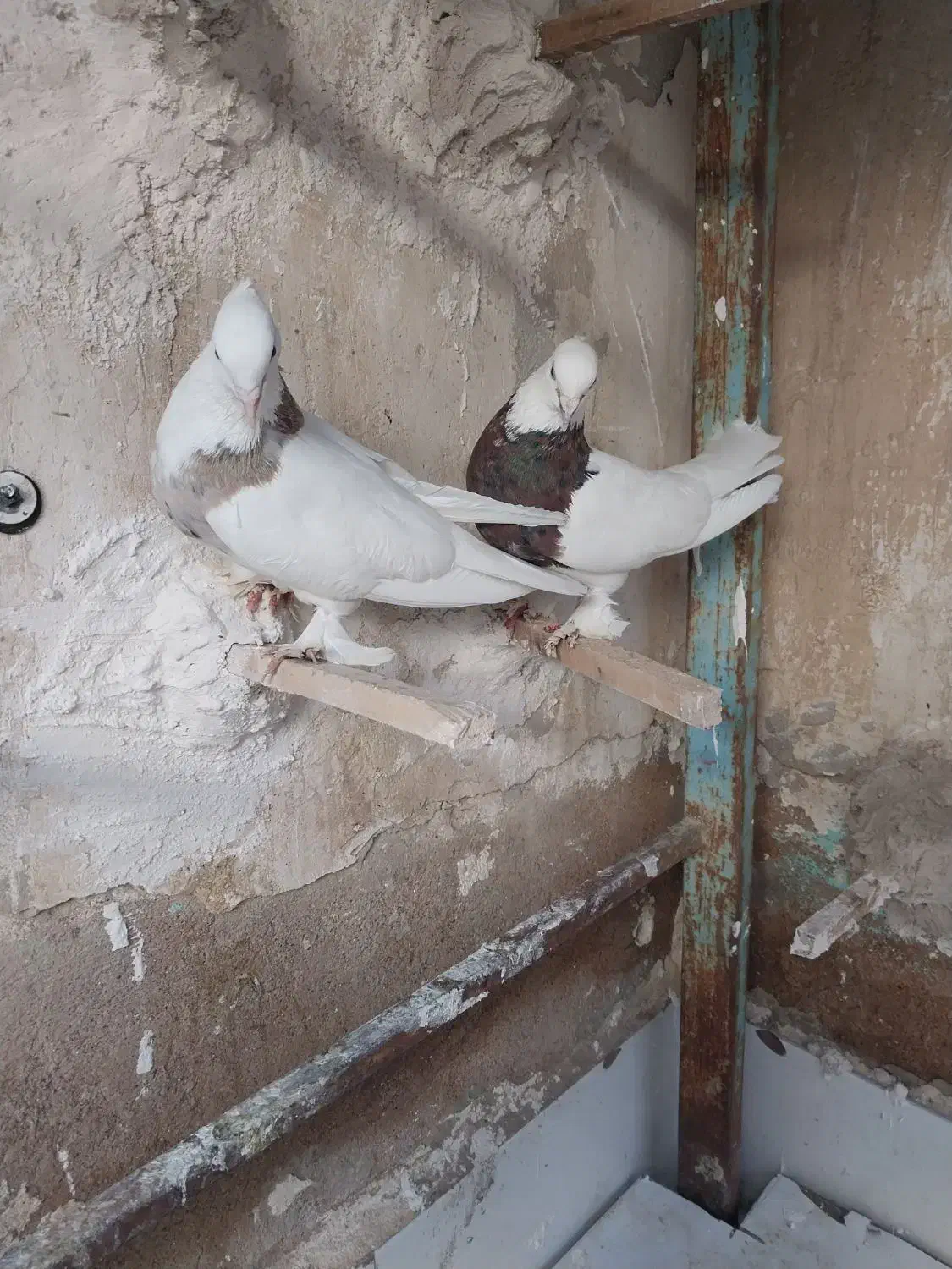 کفتر طوقی|پرنده|شیراز, بازار|دیوار