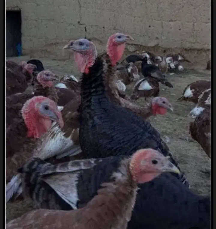 بوقلمون برنزی|حیوانات مزرعه|مشگین شهر, |دیوار