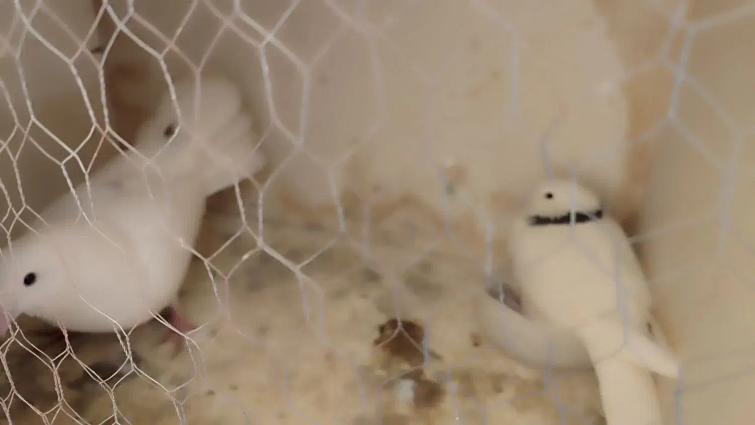 حراج|حیوانات|کرج, اخترآباد|دیوار