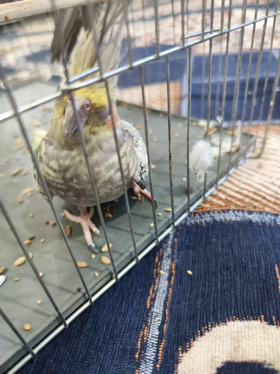 عروس پاریس هلندی جفت|پرنده|سوسنگرد, |دیوار