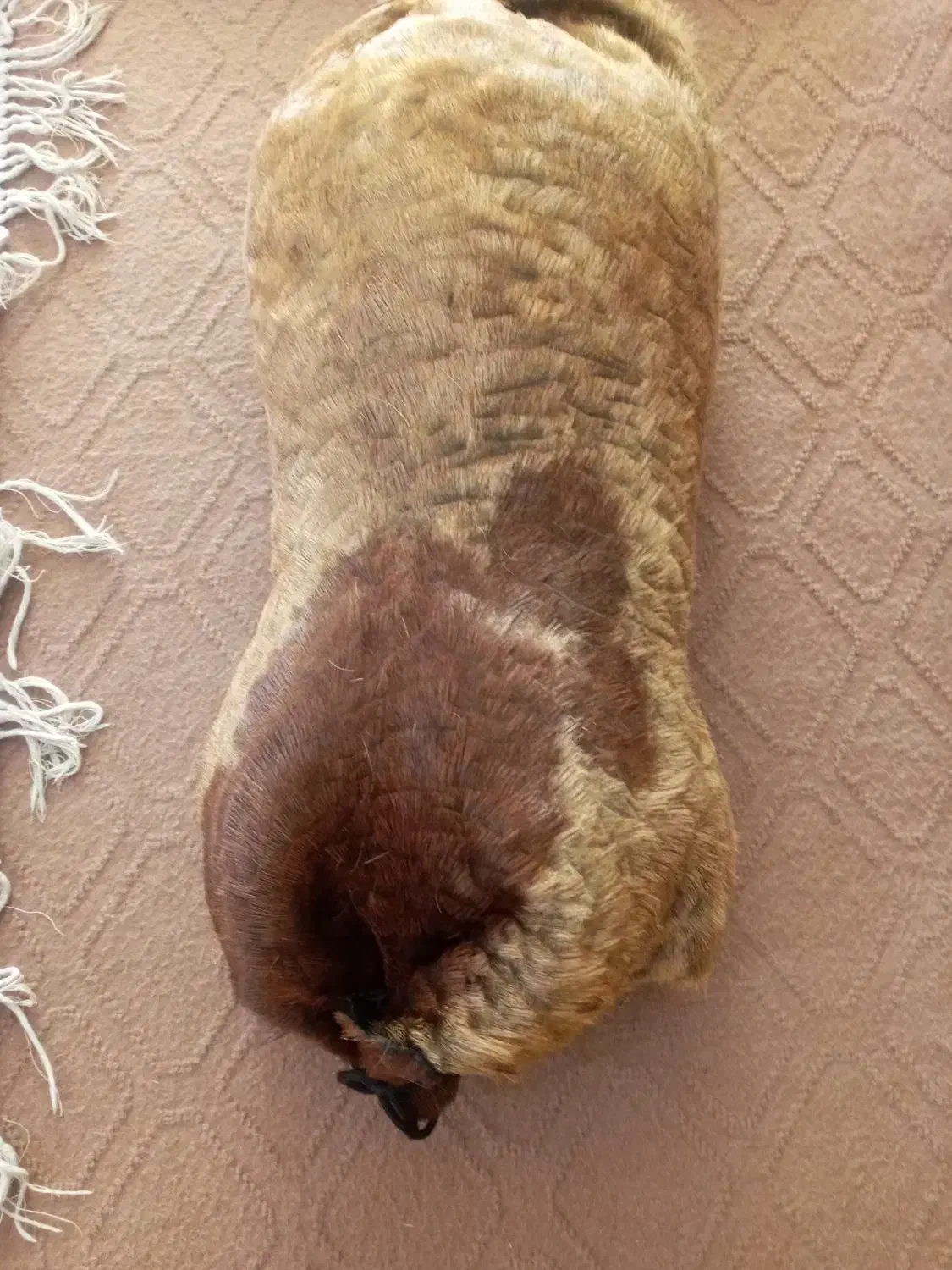 خیگ جا روغن|ظروف نگهدارنده، پلاستیکی، یک‌بارمصرف|شوشتر, |دیوار