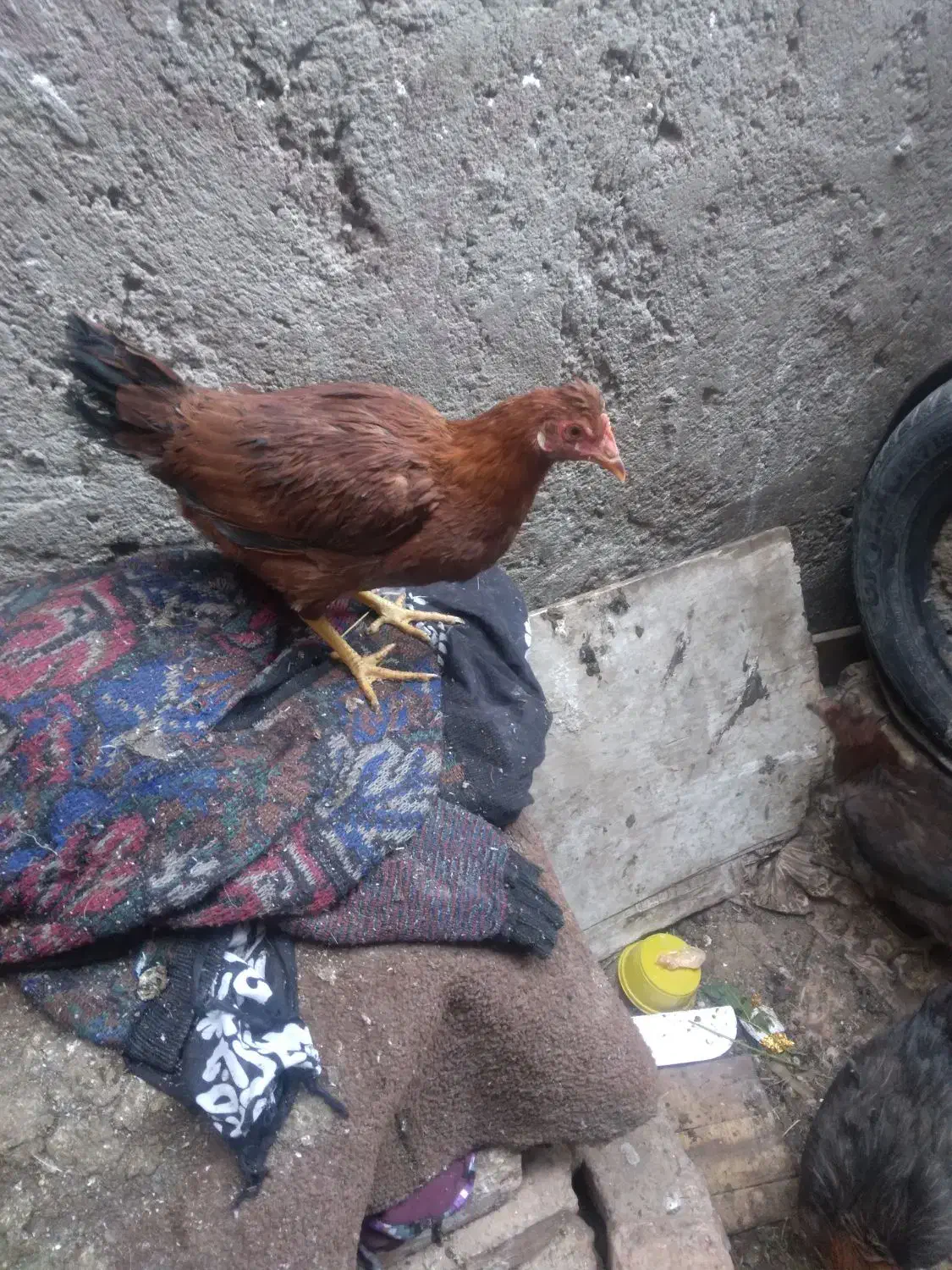 عروس هلندی|حیوانات|زاهدان, |دیوار