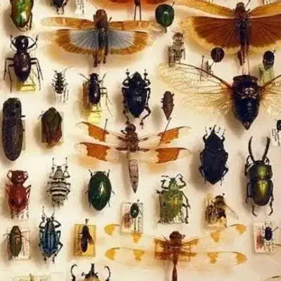 سم ساس|خزنده|قم, عمار یاسر|دیوار