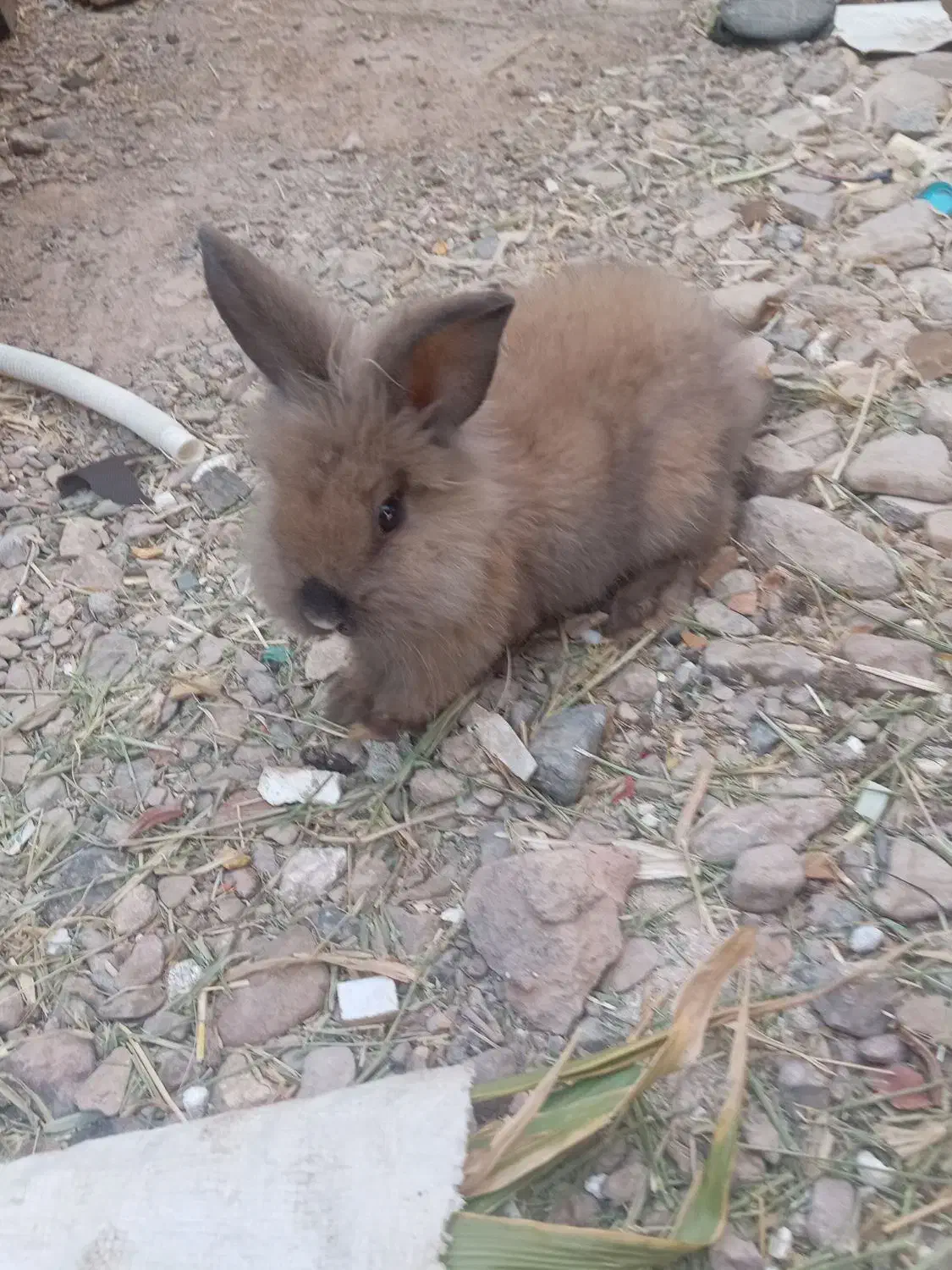 لپ بامزه|موش و خرگوش|قائن, |دیوار