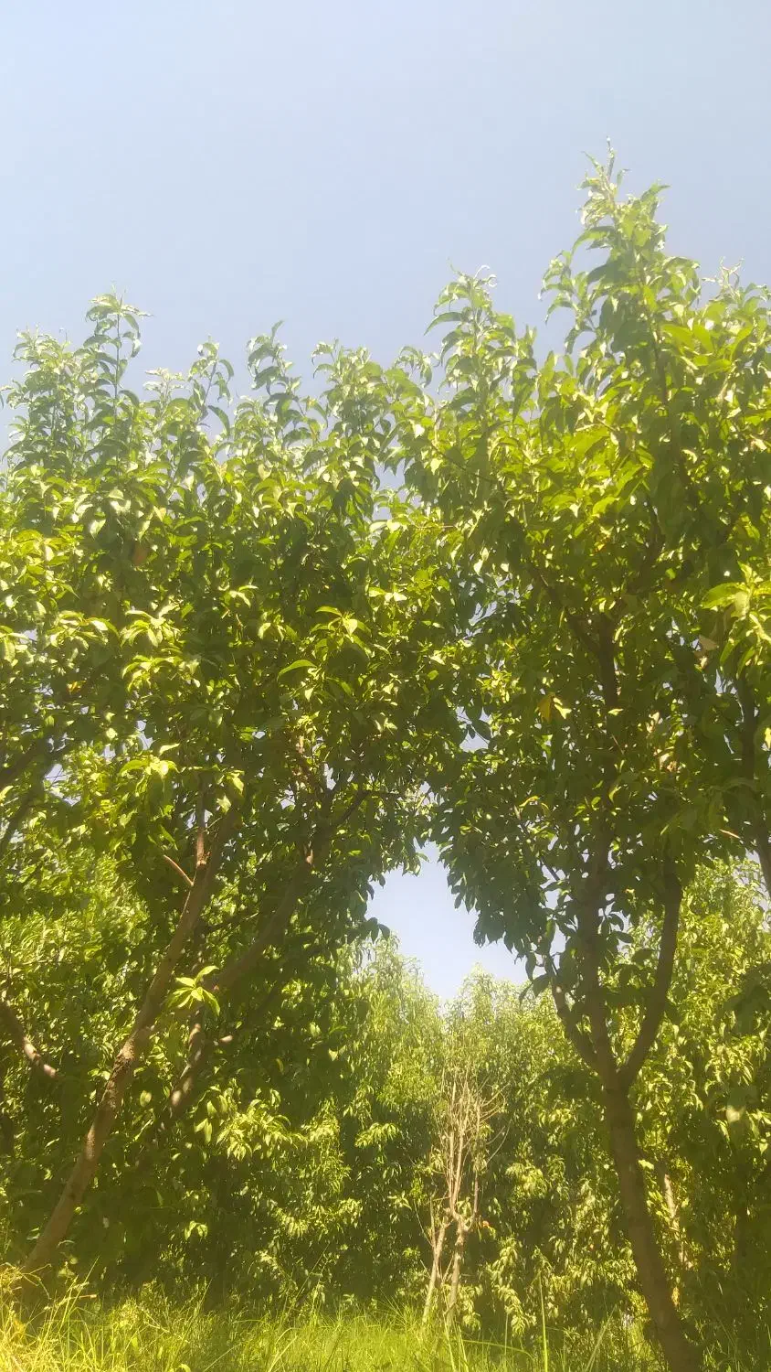 بخاطر جا فروش میرسد|حیوانات مزرعه|میاندوآب, |دیوار