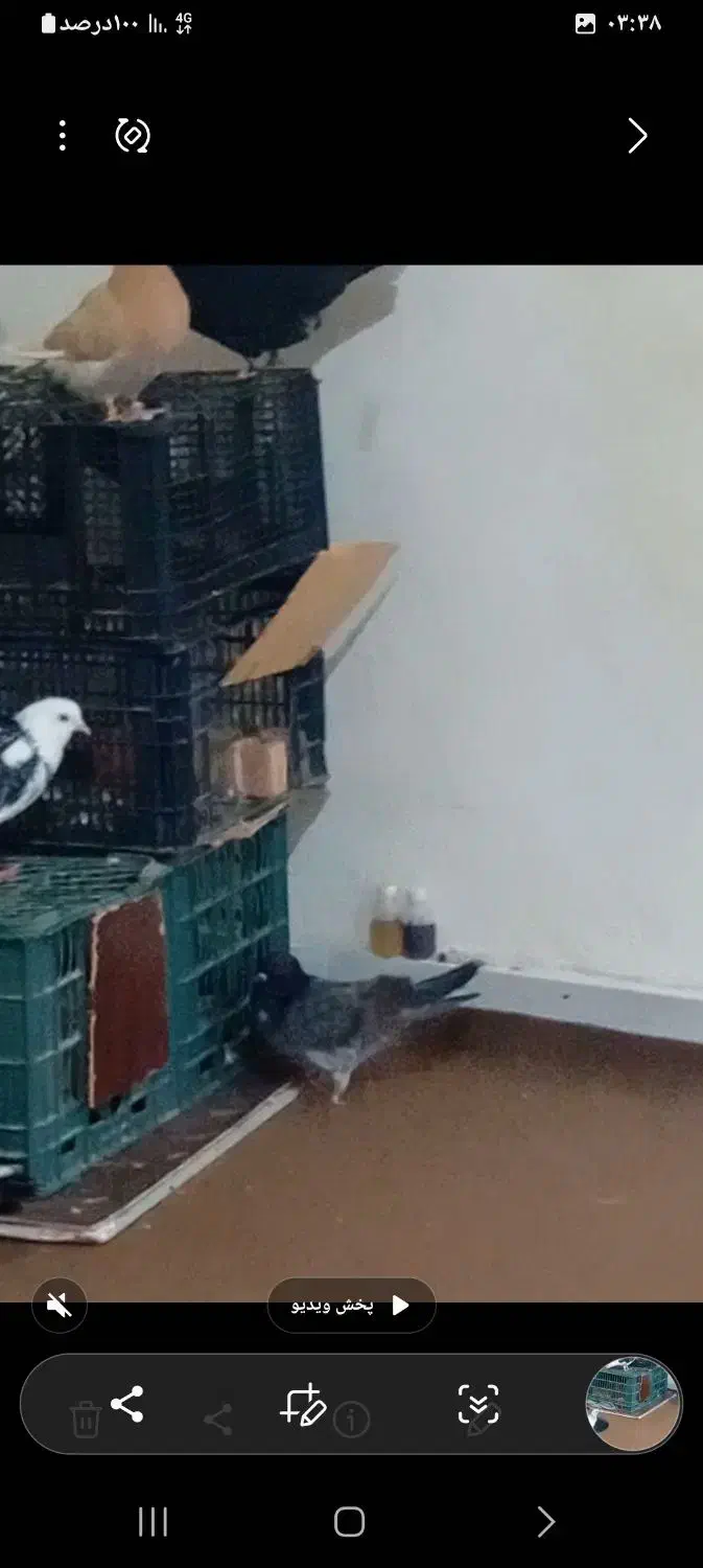 کبوتر دمیری گمشده|پرنده|گرمی, |دیوار