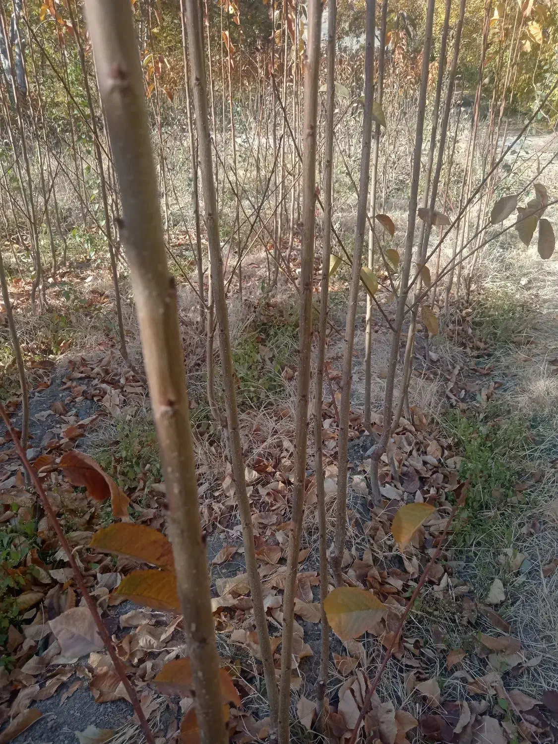 نهال گیلاس لاپینز امریکایی|خدمات باغبانی و درختکاری|زاینده رود, |دیوار