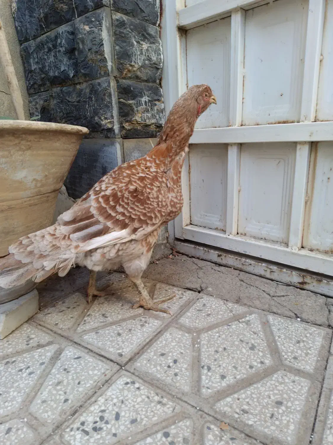 مرغ لاری ،رنگ خاص ،وارداتی از عراق|حیوانات مزرعه|تهران, امیر بهادر|دیوار