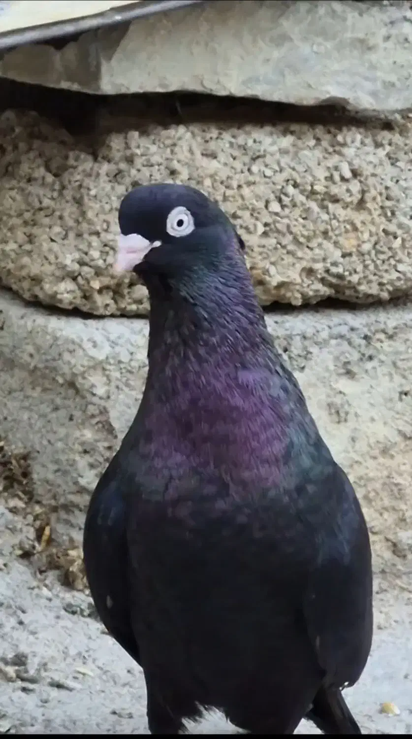 کبوتر|پرنده|بندر ماهشهر, |دیوار