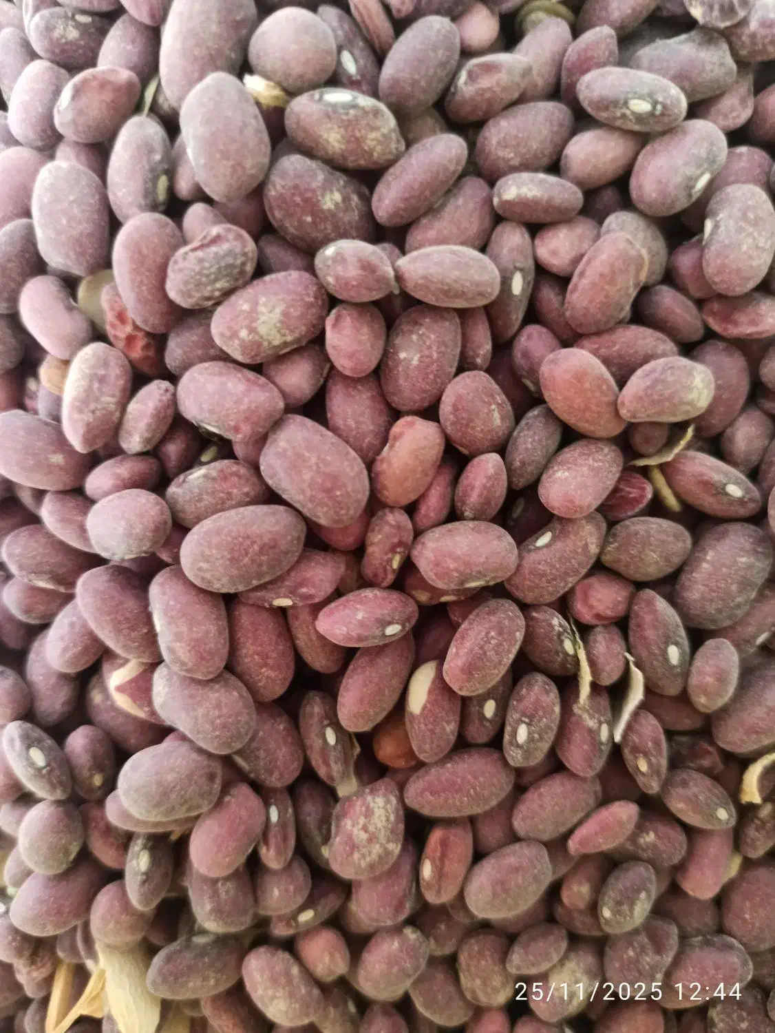 لوبیا قرمز تازه خرمنی|حراج|دهگلان, |دیوار