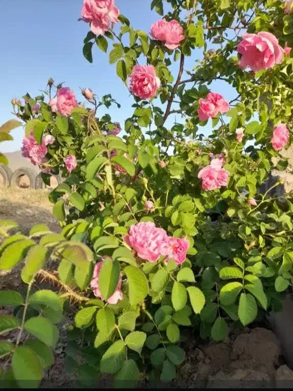 باغ هزار متری فول امکانات سیمین زاغه|فروش زمین و ملک کلنگی|بهار, |دیوار