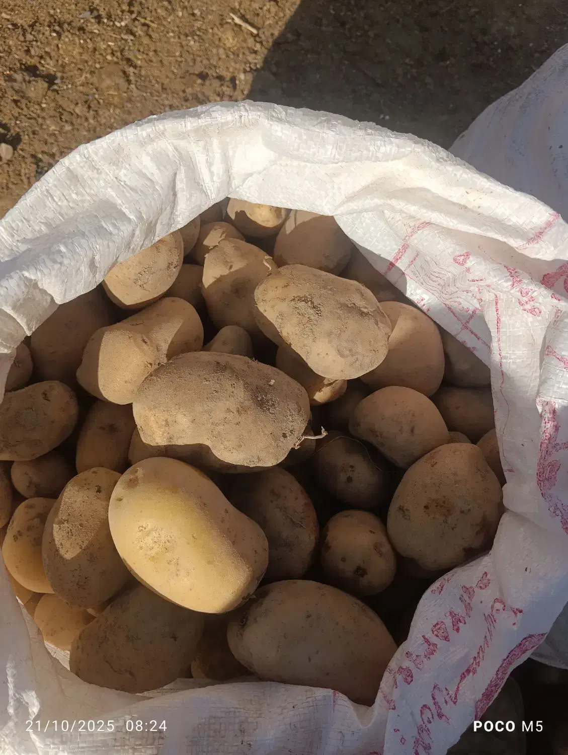 سیب|خوردنی و آشامیدنی|فریمان, |دیوار