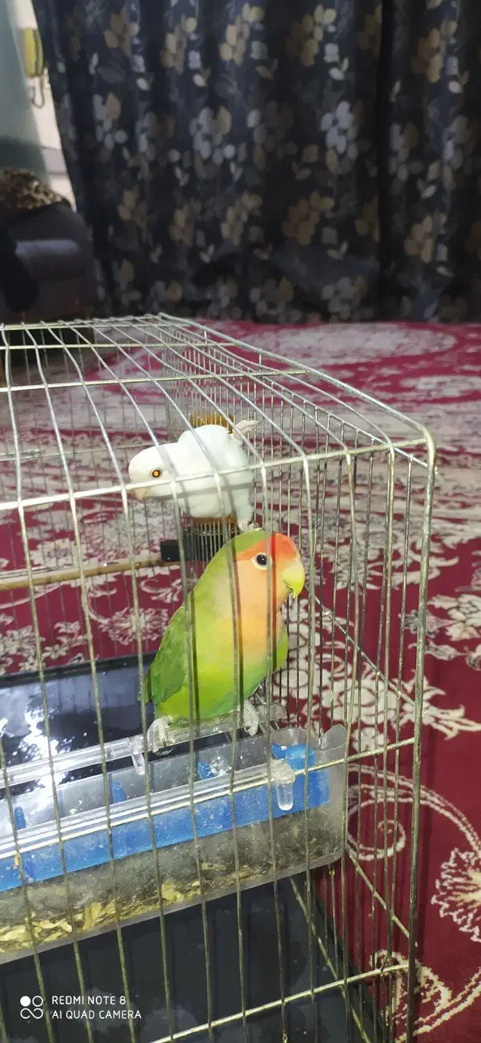 طوطی برزیلی|پرنده|گنبد کاووس, |دیوار