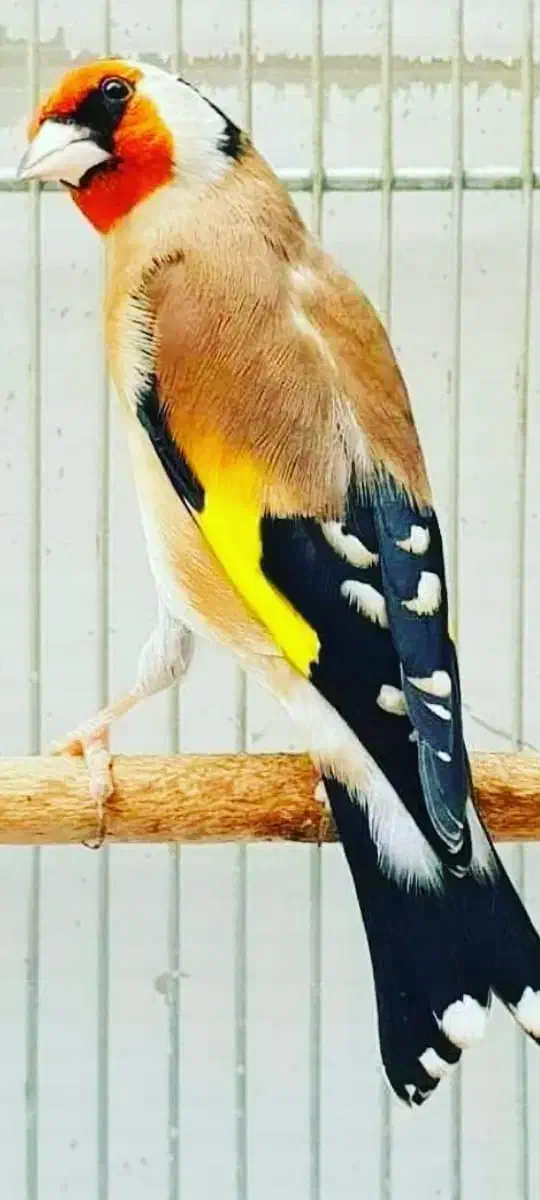 سره های متولد قفس دهن دار|پرنده|ری, شهادت|دیوار