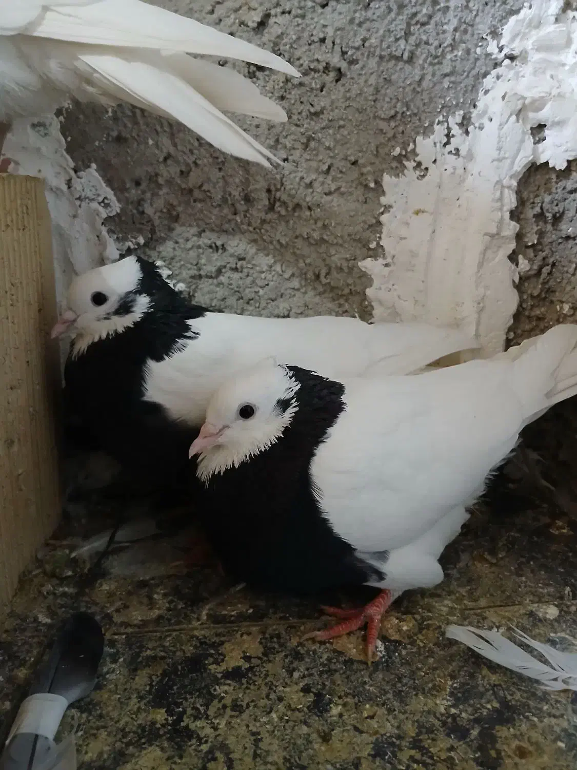 کبوتر طوقی|پرنده|دوگنبدان, |دیوار