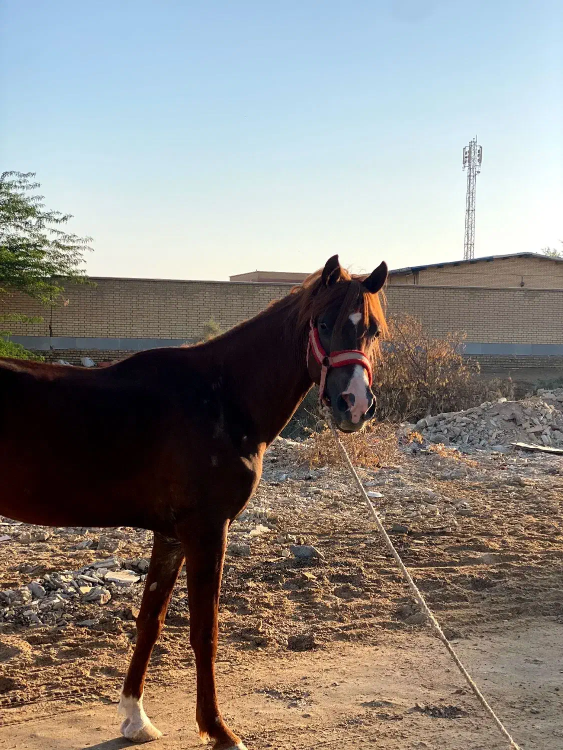 نریان عرب خالص|اسب و تجهیزات اسب‌سواری|بوشهر, |دیوار