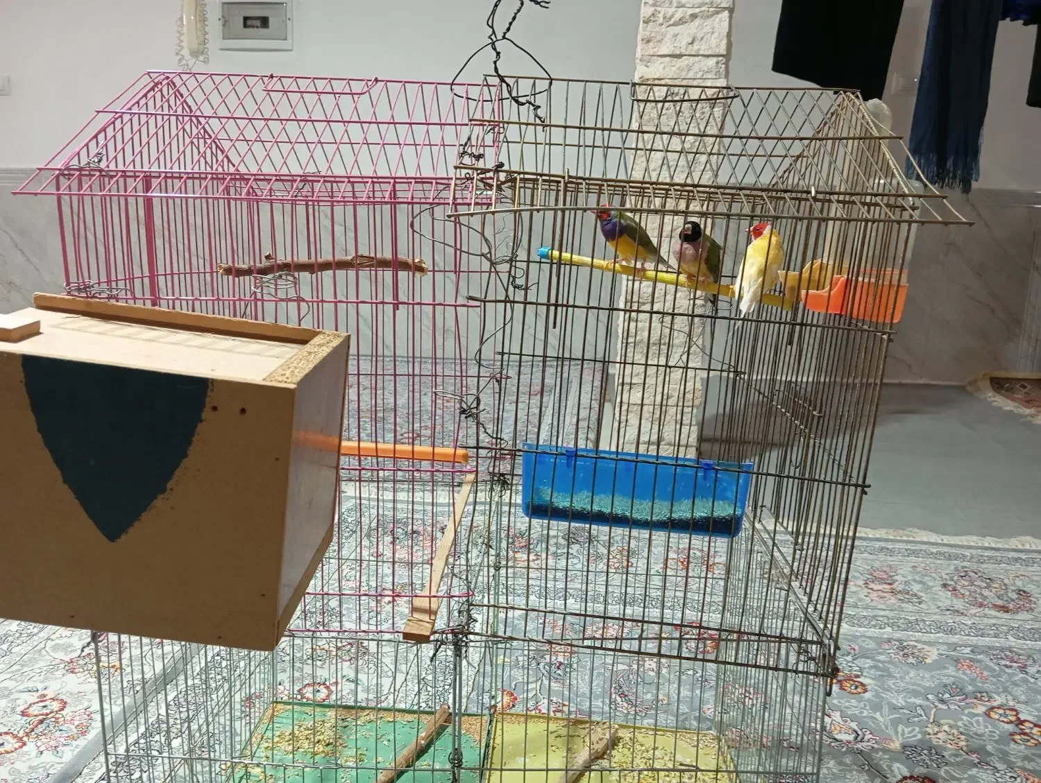 فروش پرنده گلدین|پرنده|کوهدشت, |دیوار