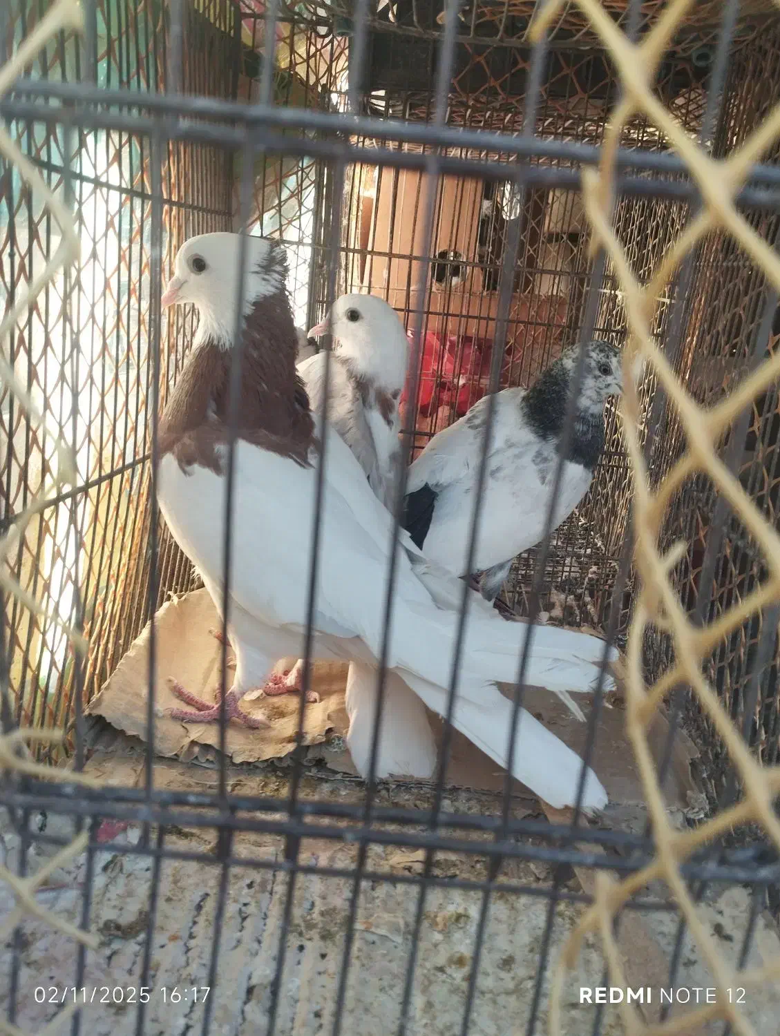 کبوتر|پرنده|محمدشهر, سیدآباد|دیوار