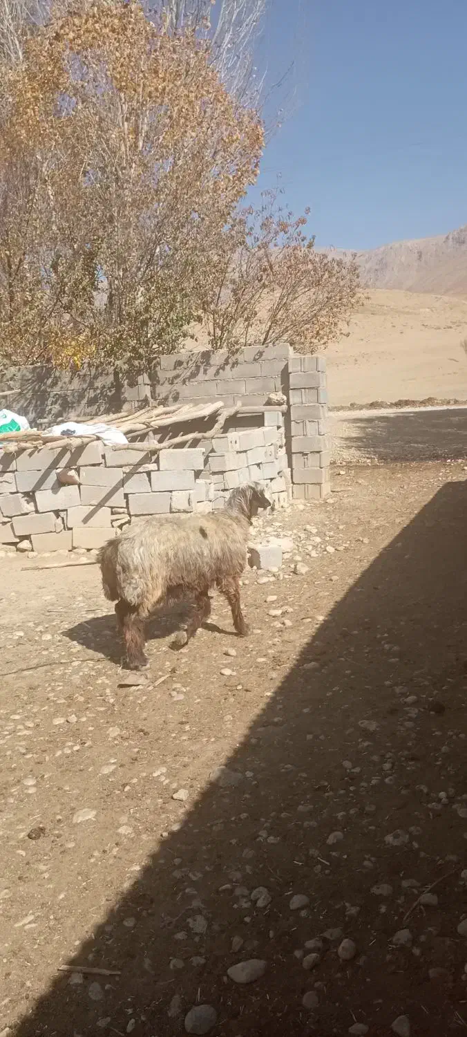 میش وبره|حیوانات مزرعه|صمصامی, |دیوار