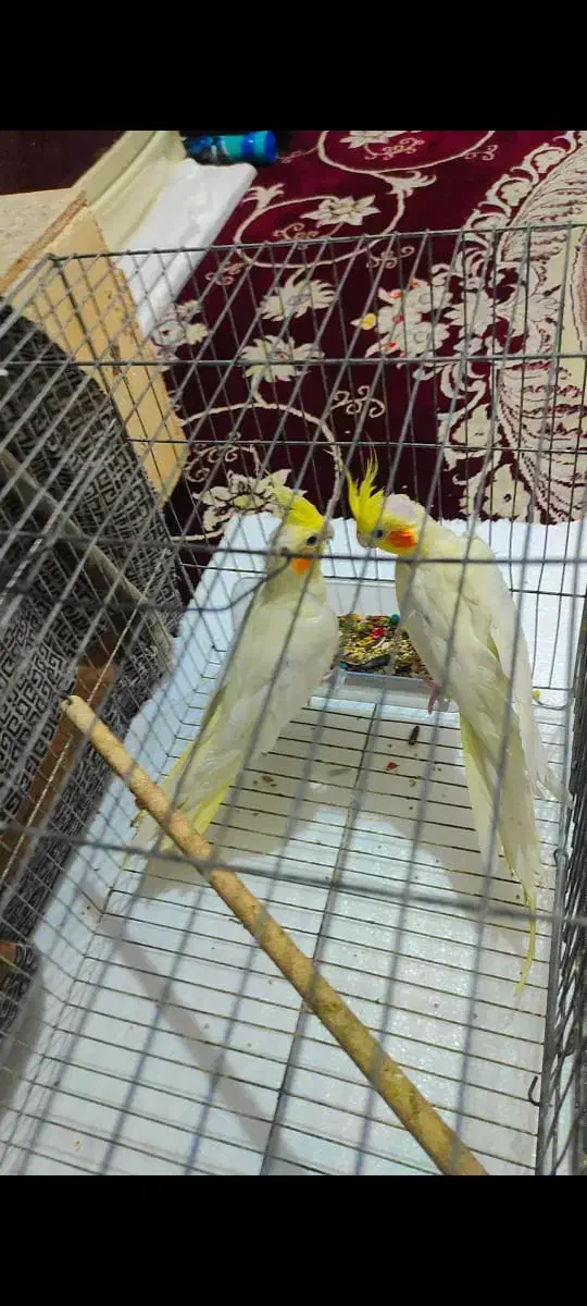 عروس هلندی|پرنده|بندرعباس, |دیوار