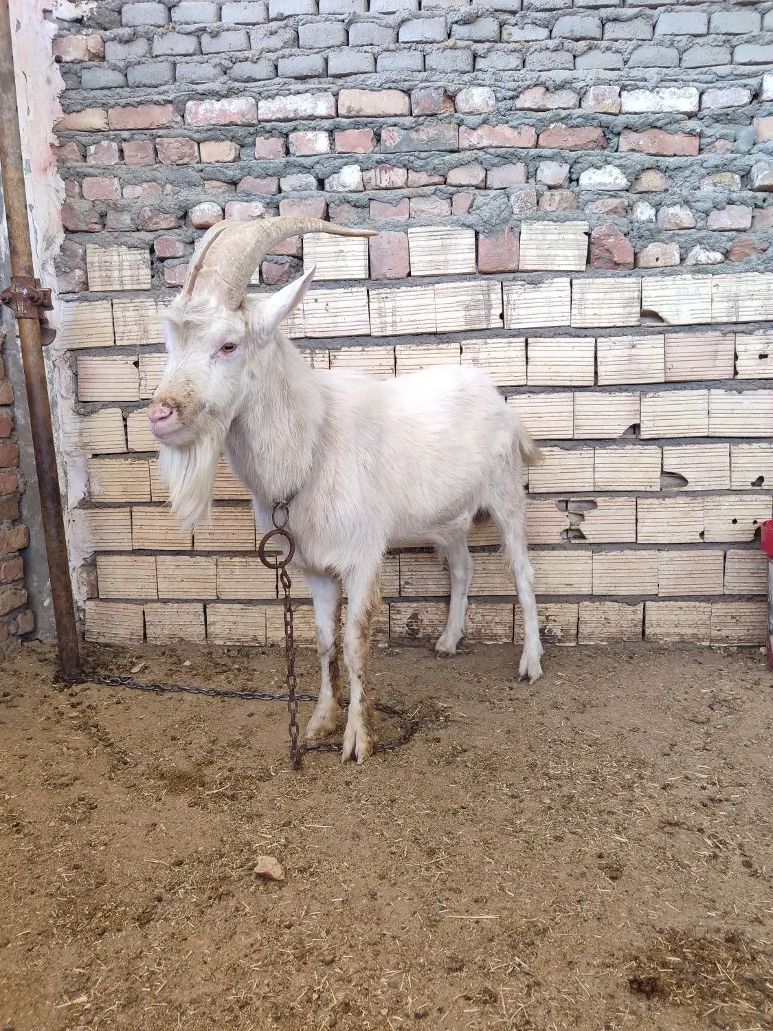 نر بز سانن|حیوانات مزرعه|زاهدان, |دیوار