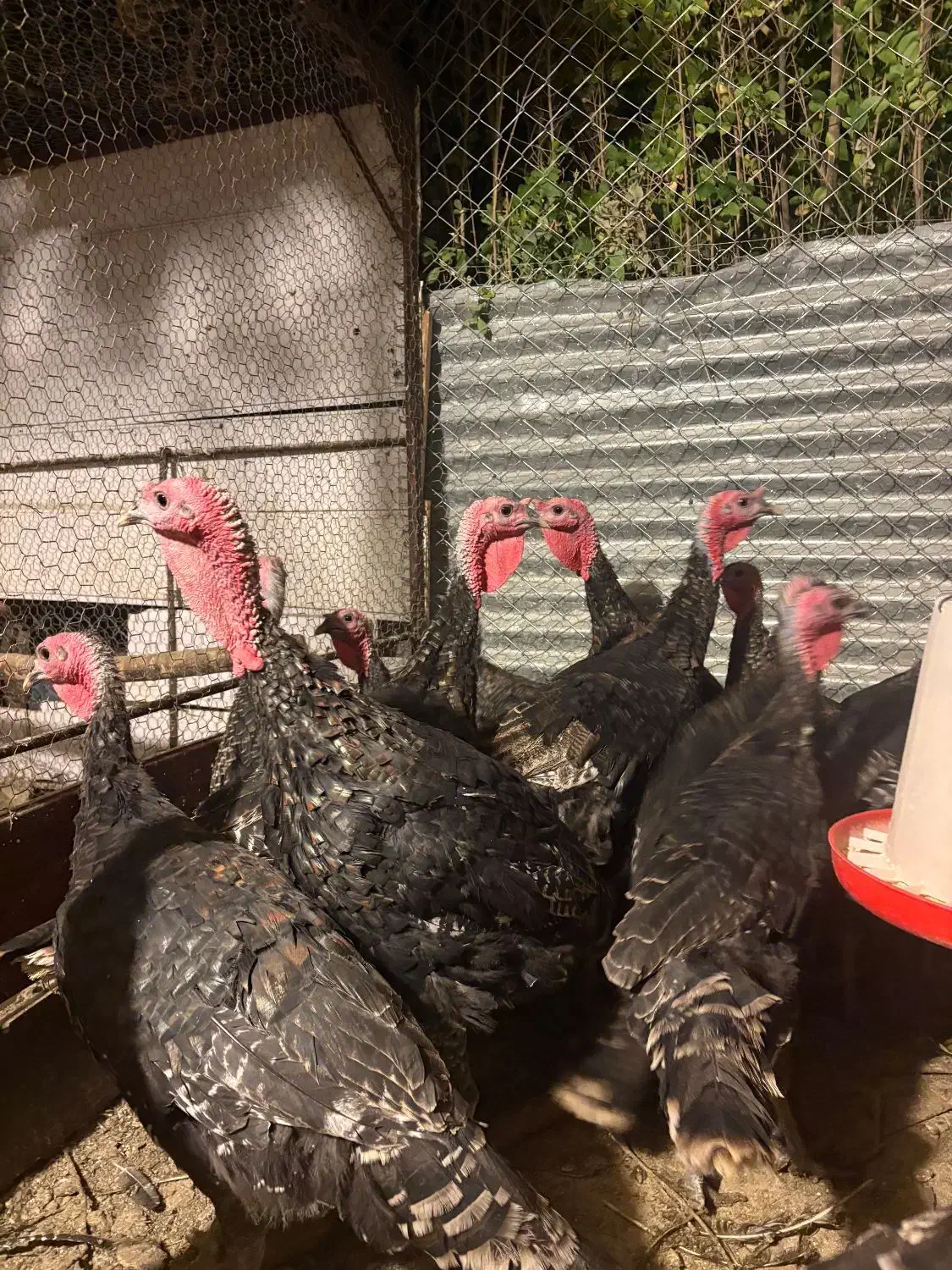 بوقلمون|حیوانات مزرعه|همدان, |دیوار