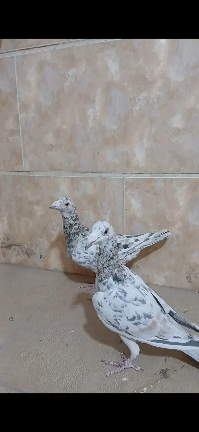 هفترنگ خطی آس|پرنده|قزوین, |دیوار