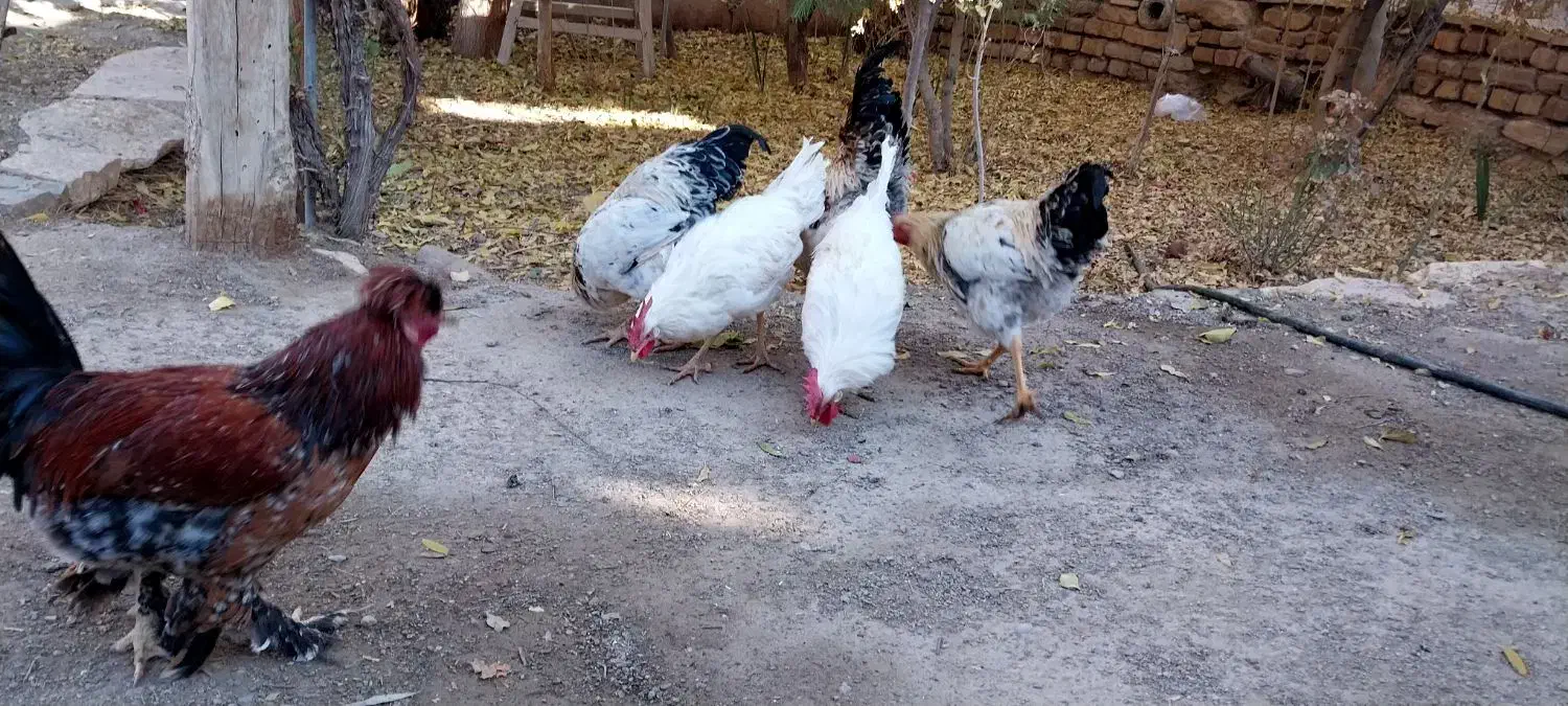 خروس|حیوانات مزرعه|محلات, |دیوار