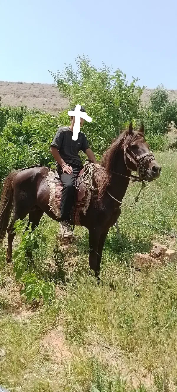 اسب نریون نژاد قره باغ|اسب و تجهیزات اسب‌سواری|تربت جام, میان جام|دیوار