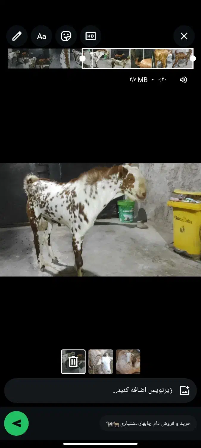 بز اصل صلاله‌ وارداتی|حیوانات مزرعه|چابهار, |دیوار