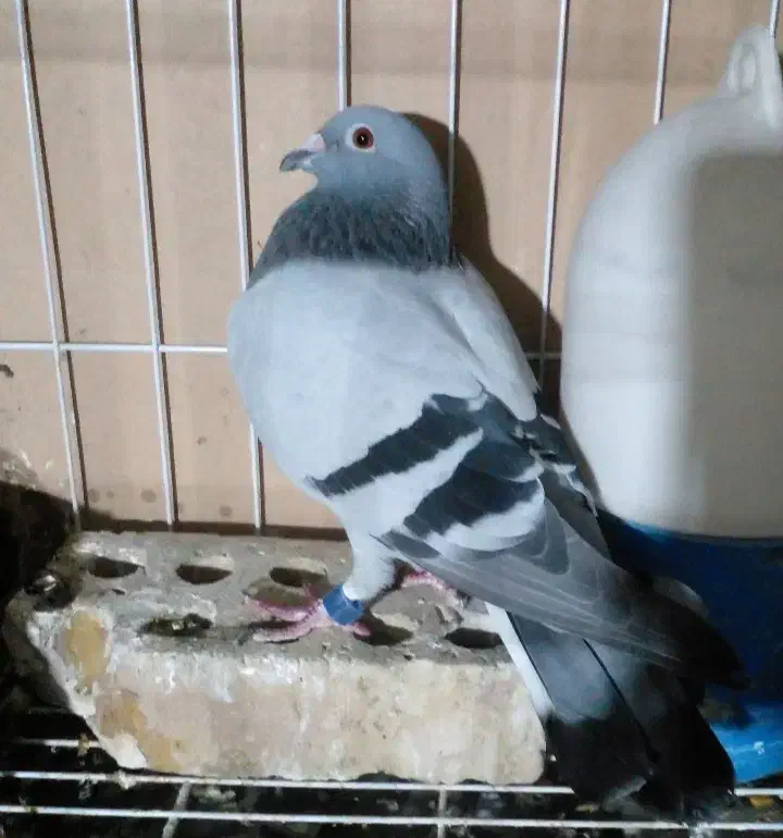 کبوترپلاکی نشسته ۹۵۰|پرنده|حمیدیه, |دیوار