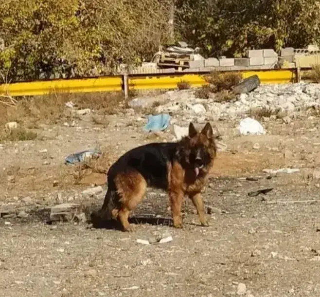 سگه ژرمن شولاین گمشده|حیوانات|تهران, مسعودیه|دیوار