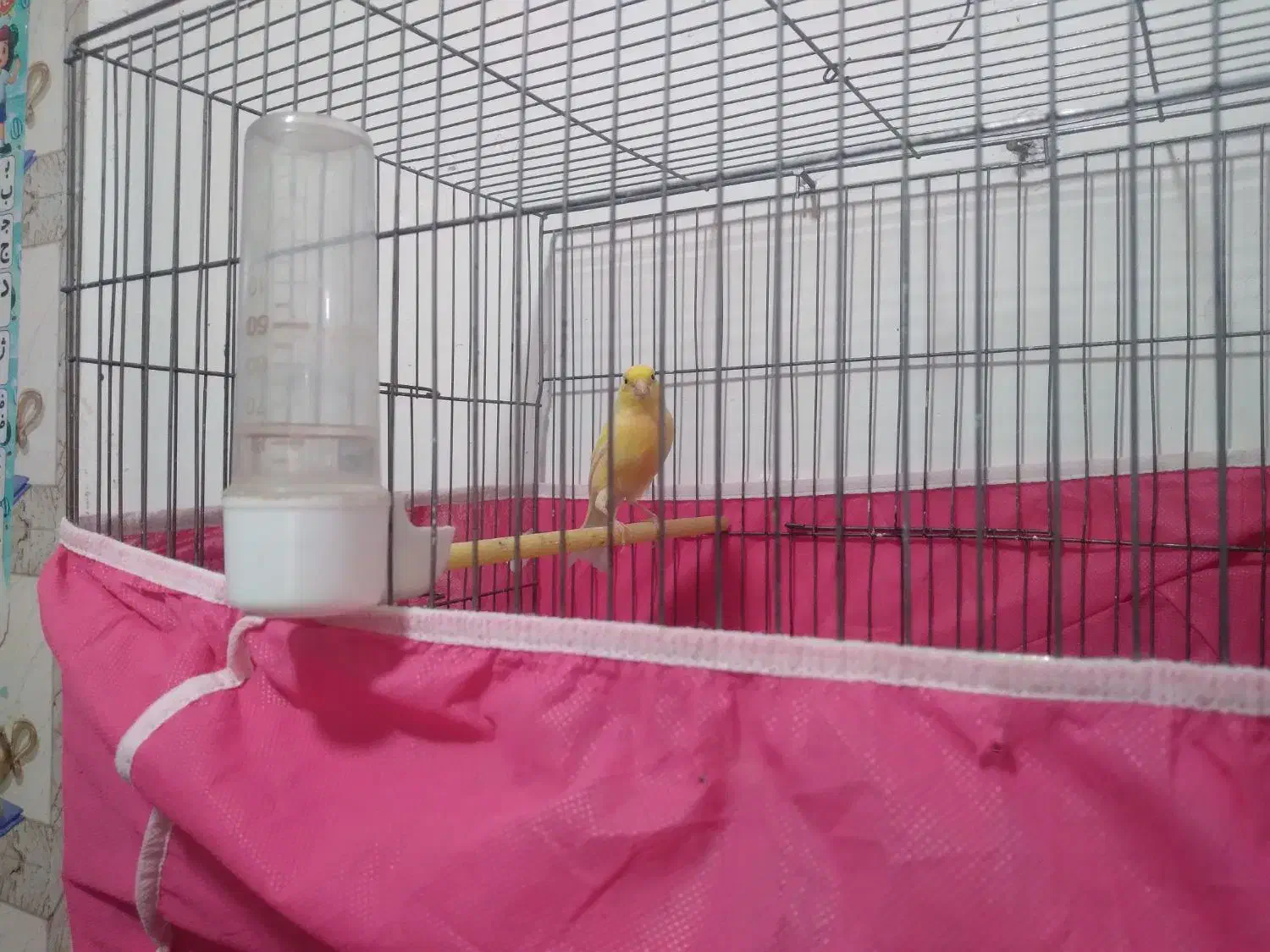 سلام قناری|پرنده|اهواز, کوی مندلی(سه راه خرمشهر)|دیوار