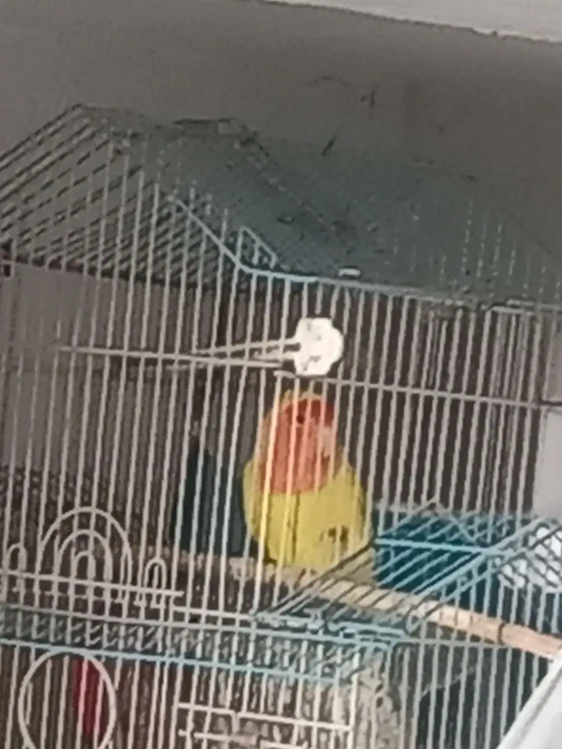 کوتوله|پرنده|چناران, |دیوار