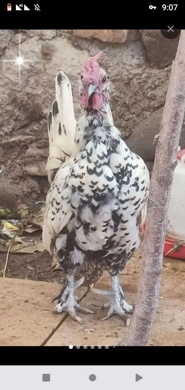 مرغ و خروس|حیوانات مزرعه|تربتحیدریه, طالقانی|دیوار