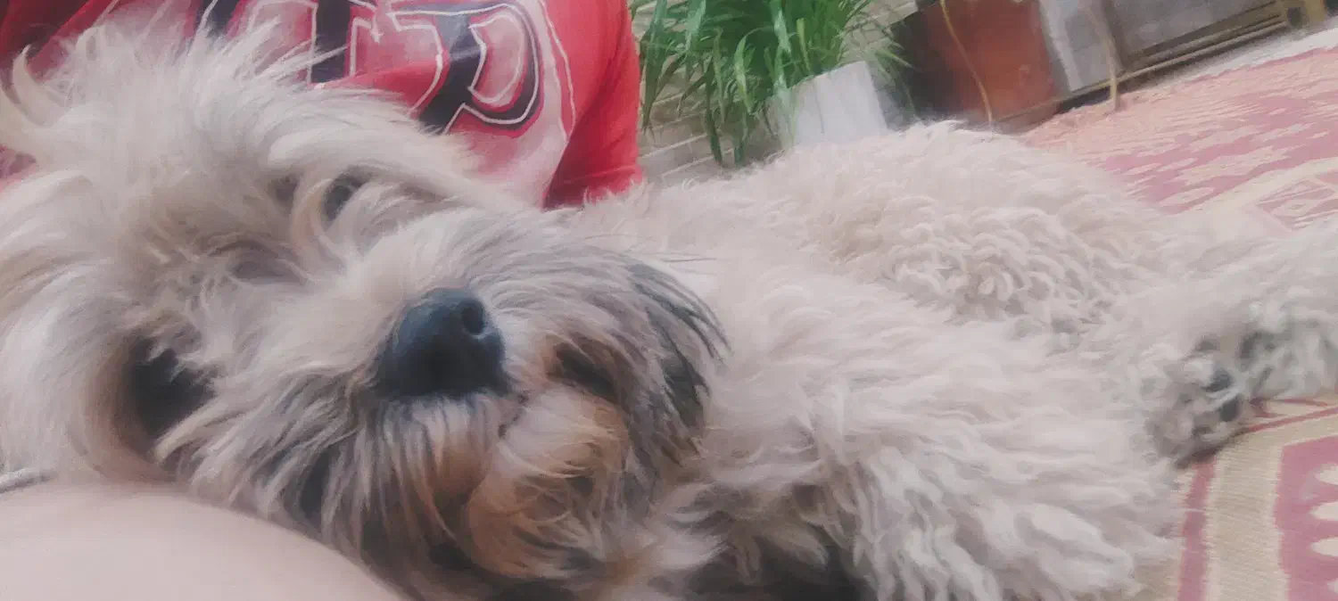 گمشده در صدرا|سگ|صدرا-فارس, فاز ۱|دیوار