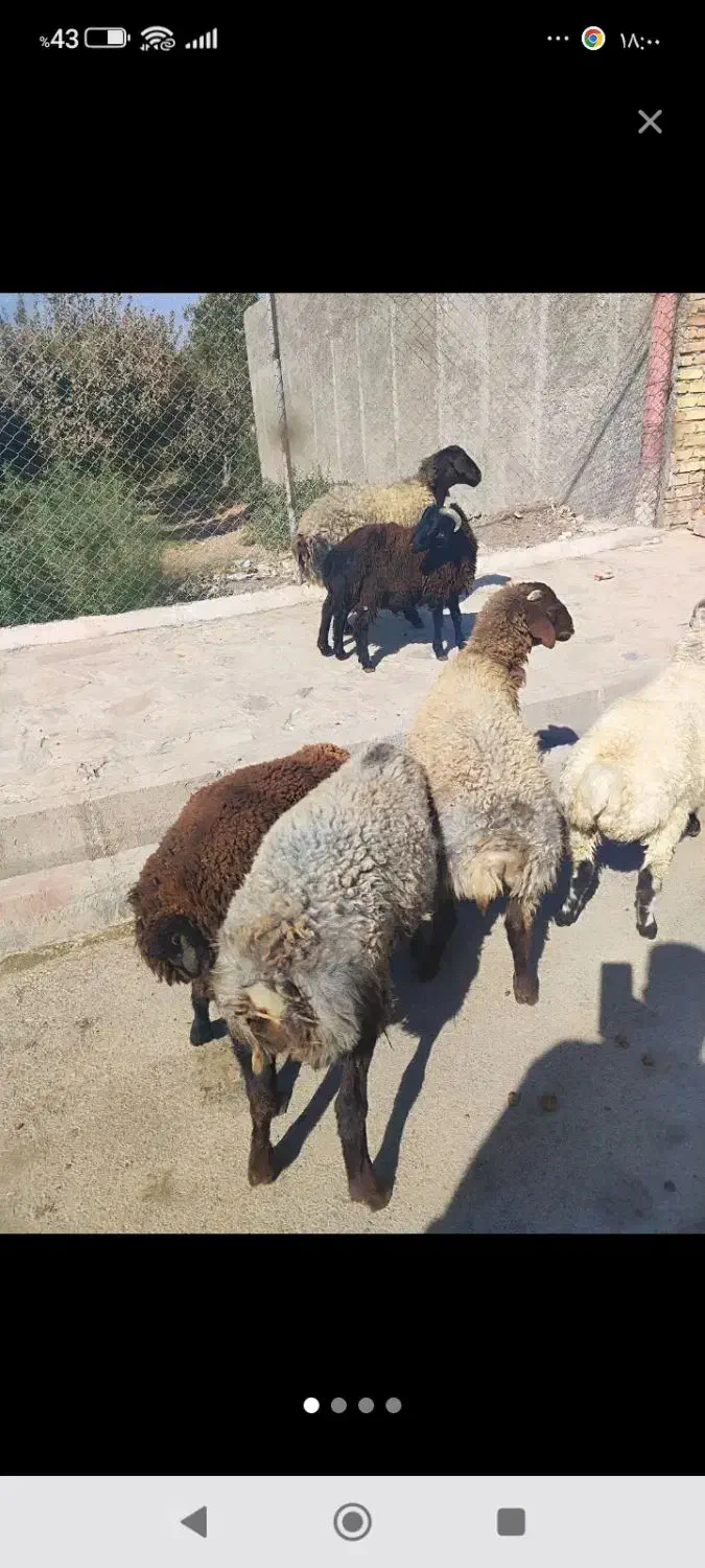 همه رقم گوسفند جوان گوشتی|حیوانات مزرعه|قزوین, |دیوار